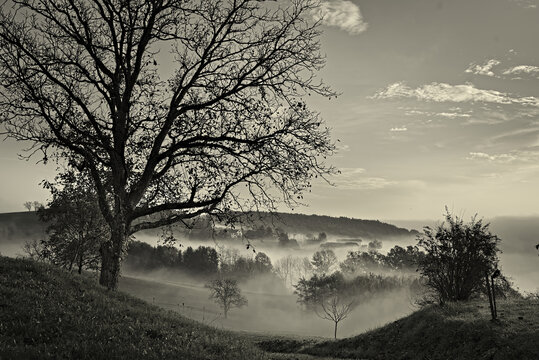 Misty Morning 4