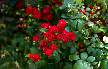 Obraz premium Red flowers bush in garden. Red flower bush