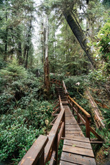 Fototapeta premium Rainforest Trail Ucluelet on Vancouver Island, Canada Background West Canada British Columbia