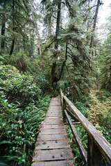 Rainforest Trail Ucluelet on Vancouver Island, Canada Background West Canada British Columbia