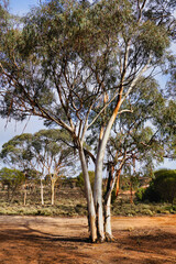 Fototapeta premium ribbon-barked gum or ribbon-barked mallee