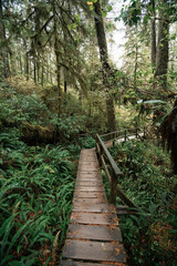 Fototapeta premium Rainforest Trail Ucluelet on Vancouver Island, Canada Background West Canada British Columbia