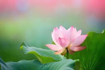 pink lotus flower in the pond