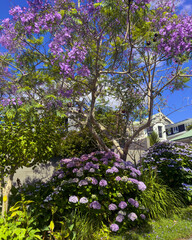 Purple Jacaranda tree and hydrangea flowers in full bloom in summer in Auckland, New Zealand.