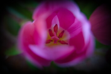 macro of vivid bud of a tulip on gradient background