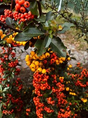 Fototapeta premium Autumn berries on branches in the city on a bush.