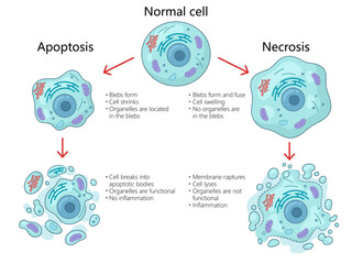 apoptosis and necrosis processes in cells, structural changes, organelle functions, inflammation differences diagram hand drawn schematic vector illustration. Medical science educational illustration
