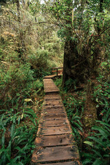 Fototapeta premium Rainforest Trail Ucluelet on Vancouver Island, Canada Background West Canada British Columbia