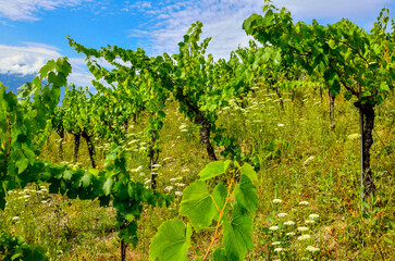 vignoble et prairie