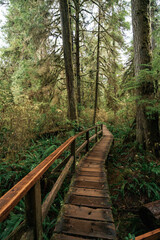 Rainforest Trail Ucluelet on Vancouver Island, Canada Background West Canada British Columbia
