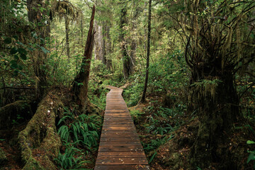 Obraz premium Rainforest Trail Ucluelet on Vancouver Island, Canada Background West Canada British Columbia