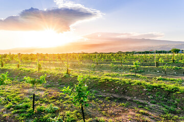 Fototapeta premium A garden farm field with rows of fruit growing plants. Growing organic fruits on open ground. Food production. Agroindustry agribusiness. Agriculture, farmland