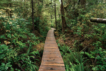 Obraz premium Rainforest Trail Ucluelet on Vancouver Island, Canada Background West Canada British Columbia