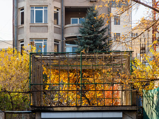colorful tree in cage above garage in courtyard