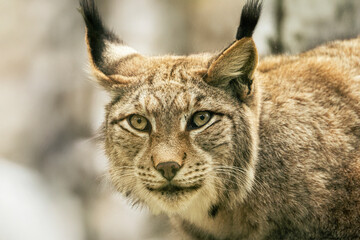 Obraz premium Eurasian lynx resting on a log, looking at the camera