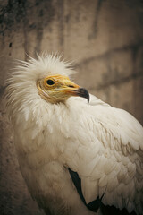 Egyptian vulture resting on a rocky ledge: majestic bird of prey