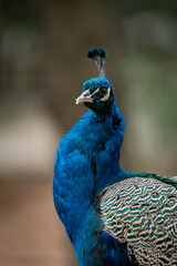 Indian peafowl showing its beautiful blue plumage: portrait of a majestic bird