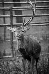 Red deer stag standing in enclosure showing antlers