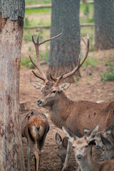 Red deer stag standing in enclosure showing antlers