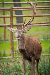 Red deer stag standing in enclosure showing antlers