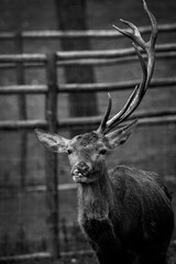 Red deer stag standing in enclosure showing antlers