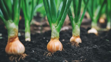 Obraz premium Fresh spring onions growing in rich soil on a farm showcasing vibrant green stalks and healthy bulb development in a thriving agricultural setting