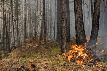 A burnt, smoky forest with a smoking litter of pine needles and foliage blackened and charred by...