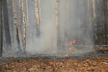 A burnt, smoky forest with a smoking litter of pine needles and foliage blackened and charred by...