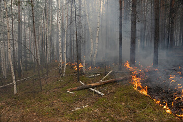 A burnt, smoky forest with a smoking litter of pine needles and foliage blackened and charred by...