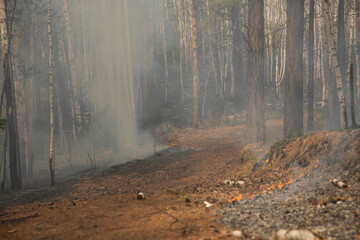 A burnt, smoky forest with a smoking litter of pine needles and foliage blackened and charred by...