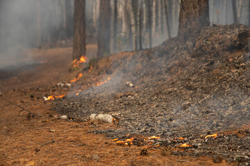 A burnt, smoky forest with a smoking litter of pine needles and foliage blackened and charred by...