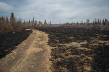 Black ash from grass and bushes on a large burnt field after a forest fire. Ash heap.