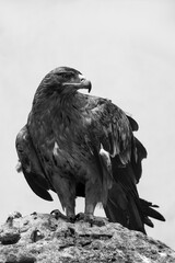 Majestic eagle perched on rock, gazing into distance in black and white