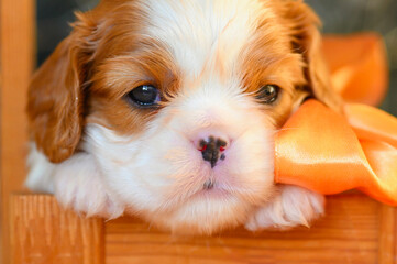 close up of a 3 week old cavalier king charles spaniel puppy's face. nose pigmented