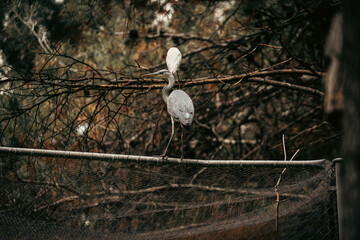 Grey heron balancing on a fence in a natural park