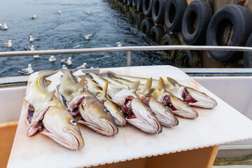 Caught fresh seven Atlantic cod fishes - Iceland