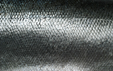 Salmon fish scales grunge texture