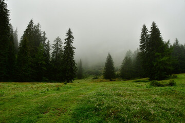 Fores meadow with fog landscape tree mountain environment