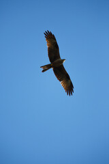 Obraz premium A kite bird of prey flying over the terrain in search of food