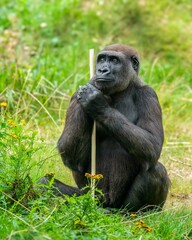Naklejka premium Gorilla in a grassy field holding a stick.