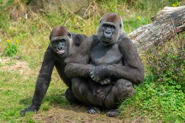 Playful gorillas in their natural habitat