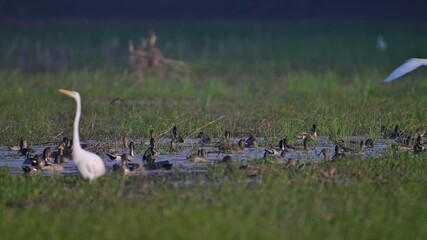 Flock Northern pintails Landing in wetland