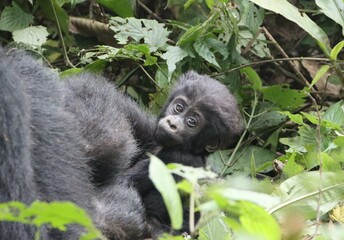 Infant male Eastern Mountain Gorilla (Gorilla beringei beringei), Bwindi Impenetrable Forest National Park, Uganda, Africa.