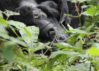 Infant male Eastern Mountain Gorilla (Gorilla beringei beringei) with his mother in the Bwindi Impenetrable Forest National Park, Uganda, Africa.