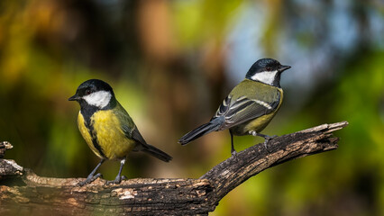 Obraz premium bird on a branch
