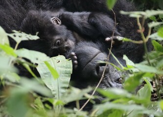 Infant male Eastern Mountain Gorilla (Gorilla beringei beringei) with his mother in the Bwindi Impenetrable Forest National Park, Uganda, Africa.