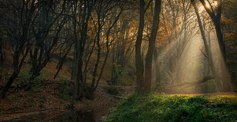 Fototapeta premium sunrise in the forest