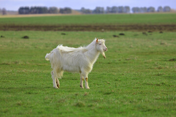 Obraz premium A white goat walks across a green field and looks around.