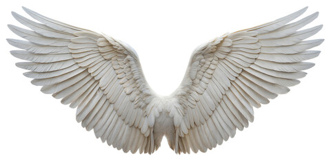 Obraz premium Angel wings isolated on white background with clipping part