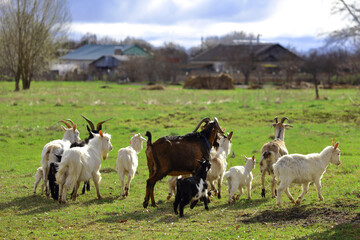 Fototapeta premium A herd of goats grazes on a green meadow in the background. Wide shot.